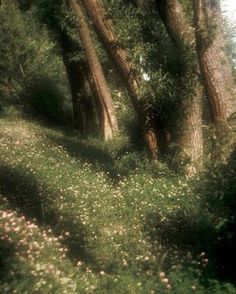 an image of trees and grass in the woods