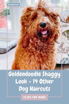 goldendoodle shaggy dog sitting on the floor with text overlay that reads, goldendoodle shaggy look + 1 other dog haircuts click for more