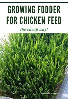 a close up of a plant with text overlay reading growing food for chicken feed the cheap way