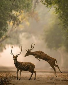 Deer Profile, Birds Sketches, Animal Couples, Draw Challenge, Dreamy Forest, Environment Photography, North American Wildlife, Photo Action