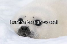 a polar bear with the words i wanna be a snow seal