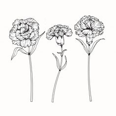 three flowers are shown in black and white on a white background, one is drawn by hand