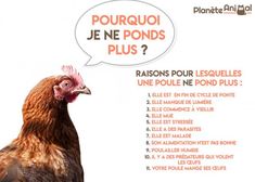 a chicken with a thought bubble above it's head that says, pourqu je ne ponds plus?