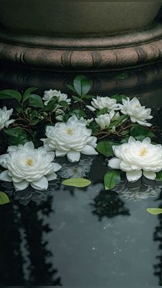 white flowers floating on top of a body of water next to a planter with green leaves