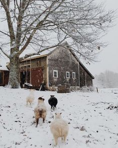 several sheep are walking in the snow near a barn and tree with no leaves on it