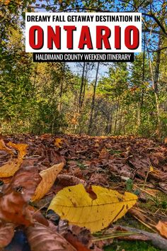 an image of a leaf covered ground with the words ontario written in red on it