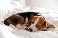 a brown and white dog laying on top of a bed covered in white sheets with his head resting on the pillow