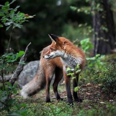 a red fox standing on top of a lush green forest