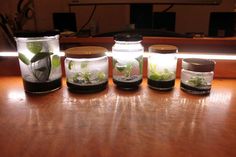 four glass jars with plants in them sitting on a table