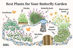 the best plants for your butterfly garden are labeled in this diagram, which includes different types of butterflies and flowers