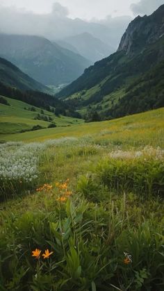 an open field with flowers and mountains in the background