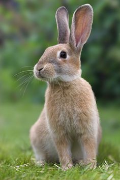 a brown rabbit sitting on top of a lush green field