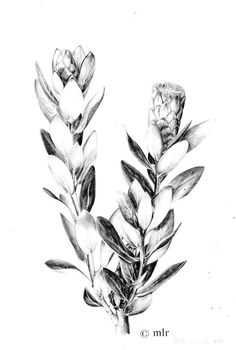 a pencil drawing of some flowers on a white background