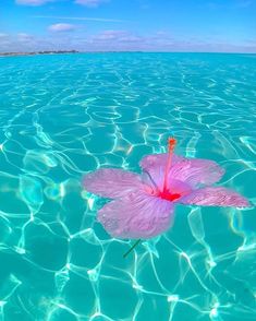 a pink flower floating on top of the ocean next to a sandy beach under a blue sky