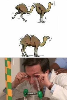 a man looking through his glasses at two camels in the same direction, and then seeing what they're doing