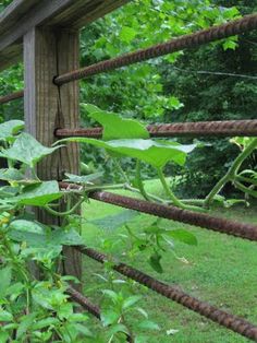 an old wooden fence with vines growing on it