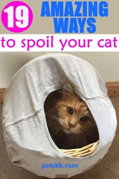 an orange cat sitting in a white ball with the words 19 amazing ways to spoil your cat