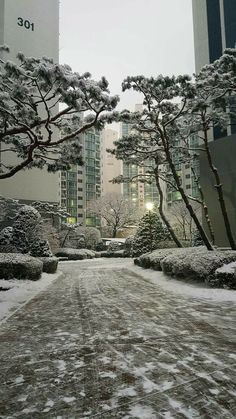 a snowy street with trees and buildings in the background