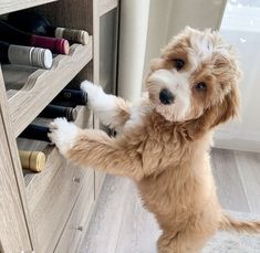 a dog standing on its hind legs in front of a wine rack