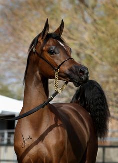 a brown horse standing on top of a lush green field