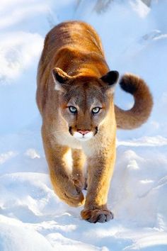 a mountain lion running in the snow with blue eyes and claws on it's head