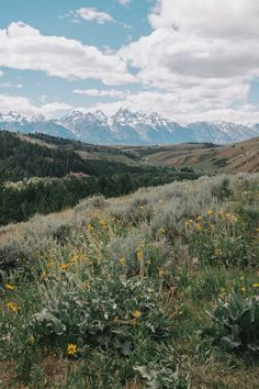 an open field with wildflowers and mountains in the background