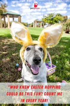 a dog wearing bunny ears with an easter basket in the grass next to it, says who knew easter hopping could be this fun? count me in every year