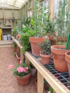 there are many potted plants on the shelf in the greenhouse, and one is green