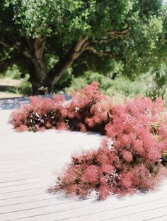 pink flowers are growing in the middle of a wood decked area with trees and bushes