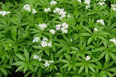 small white flowers growing in the middle of some green leaves and plants with long stems