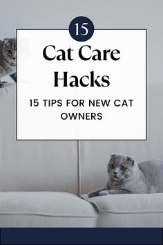 two cats sitting on top of a couch with the caption 15 cat care hacks