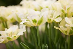 many white flowers with green stems in the foreground