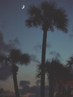 palm trees and the moon are silhouetted against an evening sky