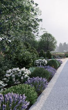 an artist's rendering of a garden with lavenders and trees in the background