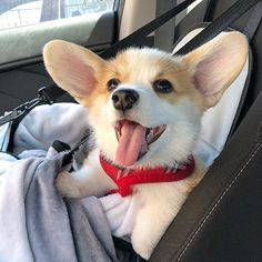 a small dog sitting in the back seat of a car with its tongue hanging out