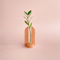 a plant in a wooden vase on a pink background