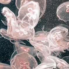 many jellyfish are swimming in the water