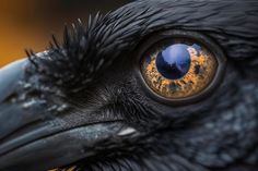 a close up of a bird with yellow eyes