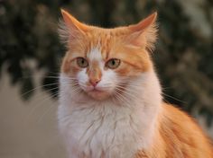 an orange and white cat sitting in front of a tree