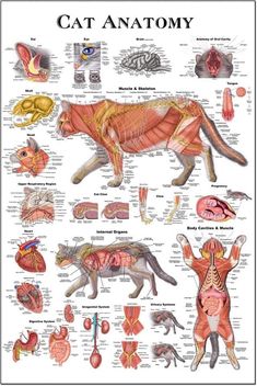 an animal's anatomy is shown in this poster, which shows the muscles and their major