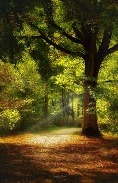 the sun is shining through the trees in the forest