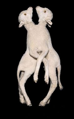 two white dogs are playing together on a black background with their heads touching each other