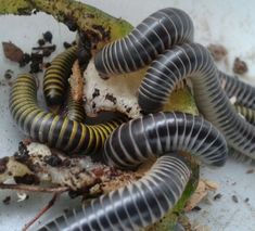 a group of black and yellow worms on top of a white bowl filled with dirt