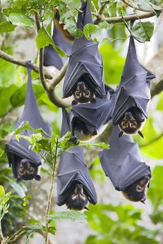 several bats hanging upside down on a tree branch