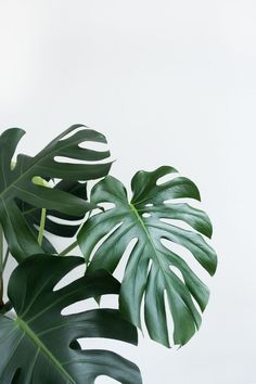 a large green plant sitting next to a white wall