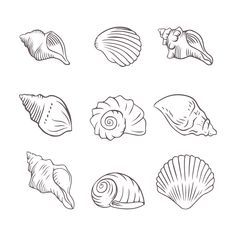 seashells are drawn in black and white on a white background, each shell has a different shape