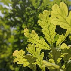 the leaves of a tree are green and yellow