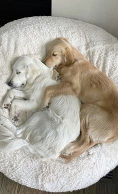 two dogs are curled up in a dog bed