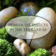 the words beneficial insects in the terrarium surrounded by moss and rocks, with an image of