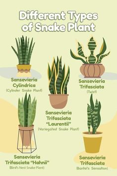 different types of snake plants in pots with the names and description for each plant,